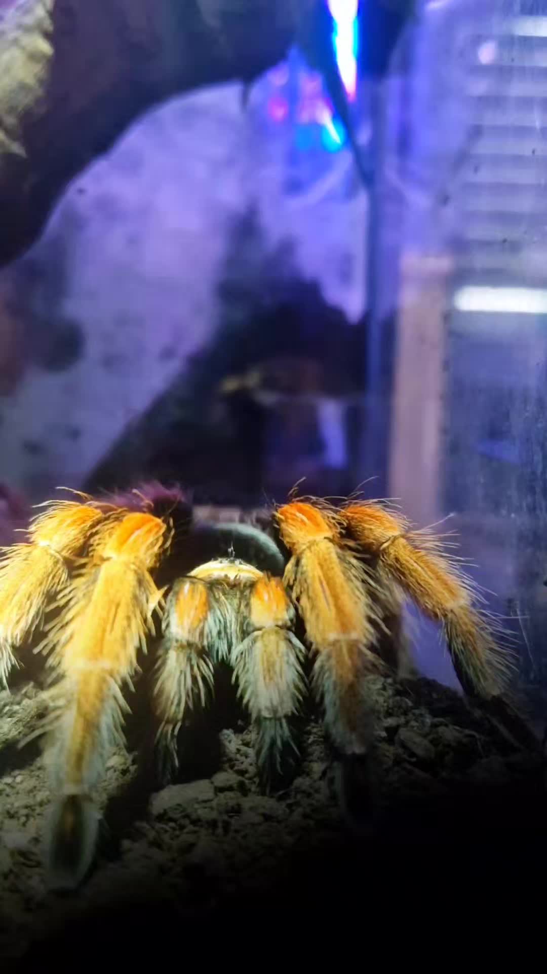 @brachypelma.de