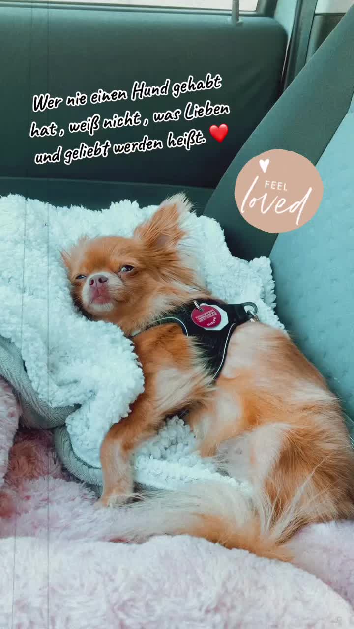 @Lisa💙PhiLLs kleine Nervensäge