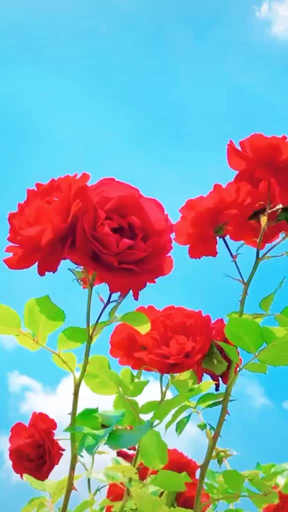@deepanshu_kamboz