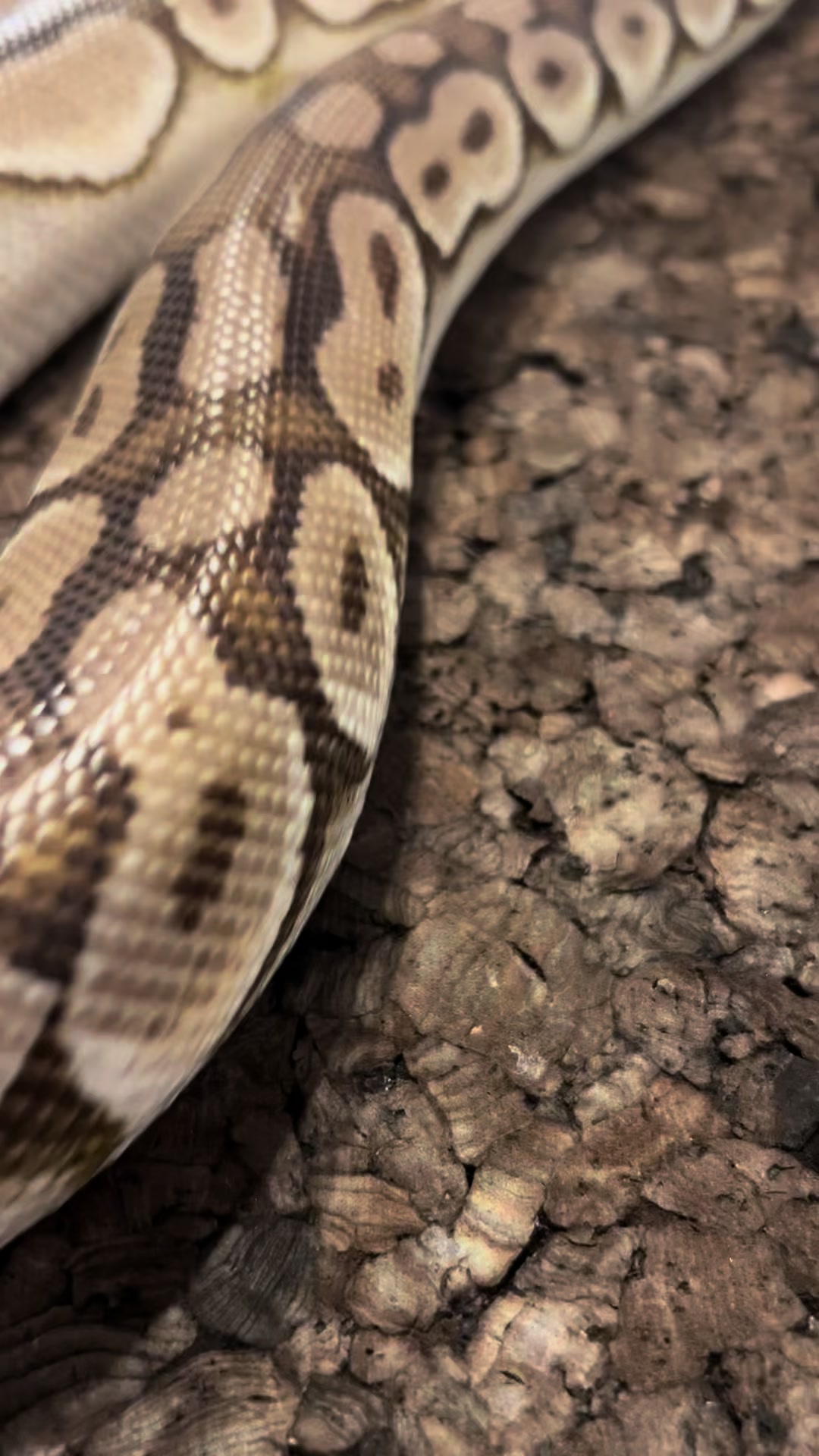 @Tu.snakes