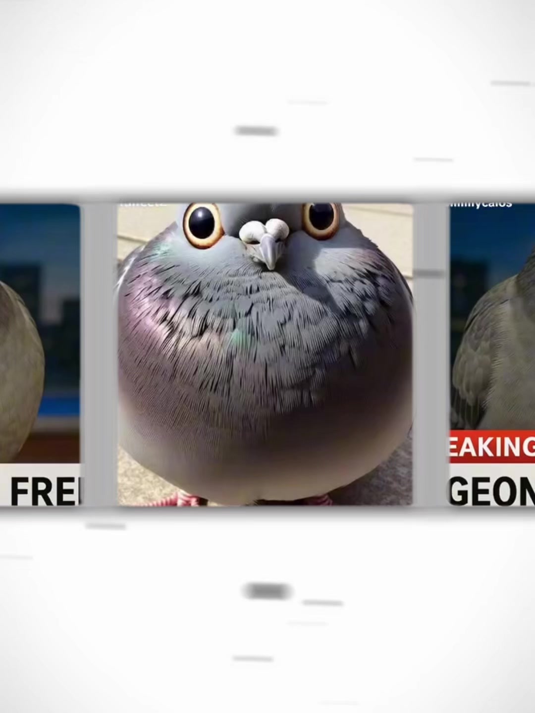 @Sigeon