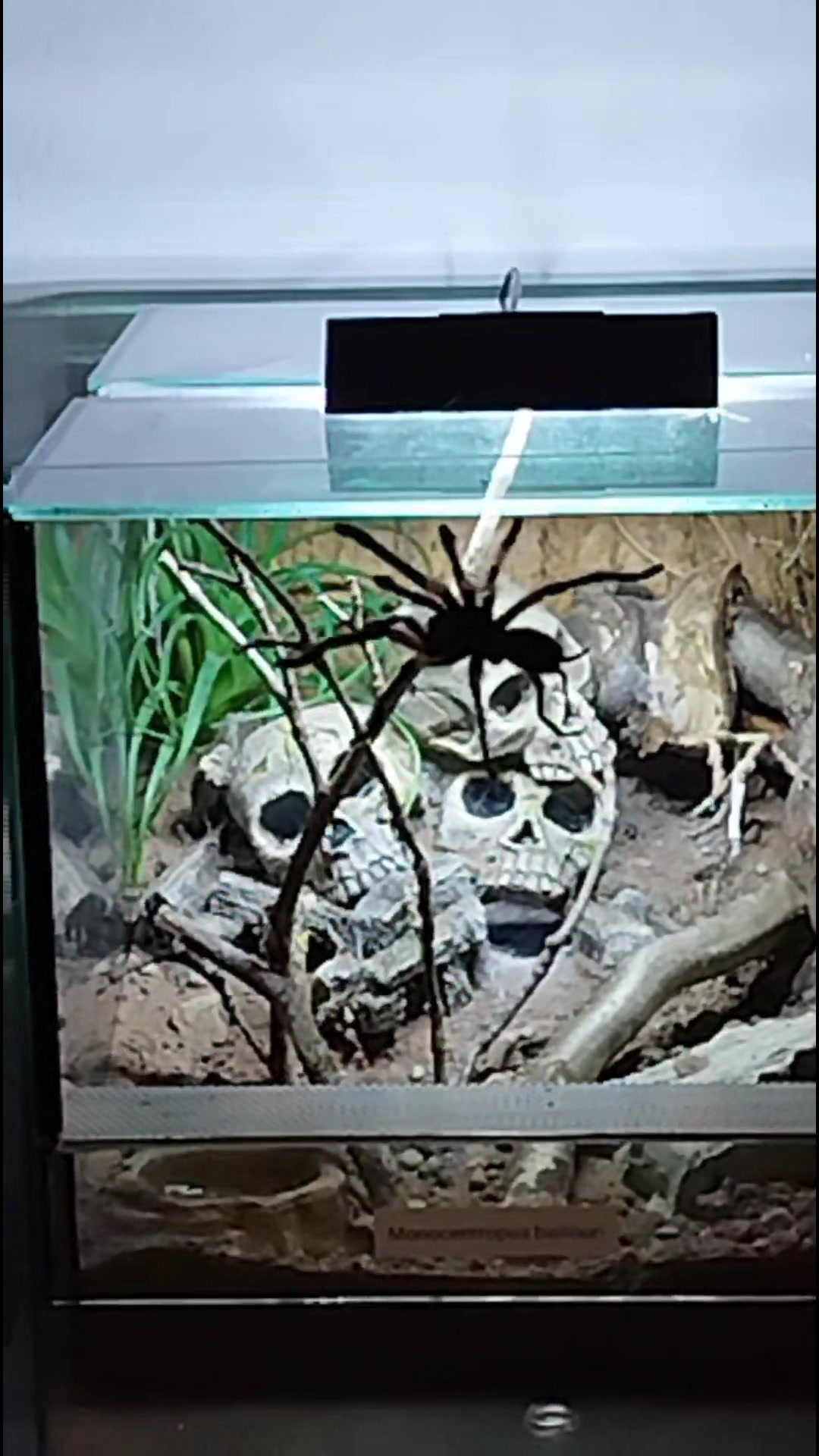 @Mycrazy🤪 animal💚🕷️ world🌏