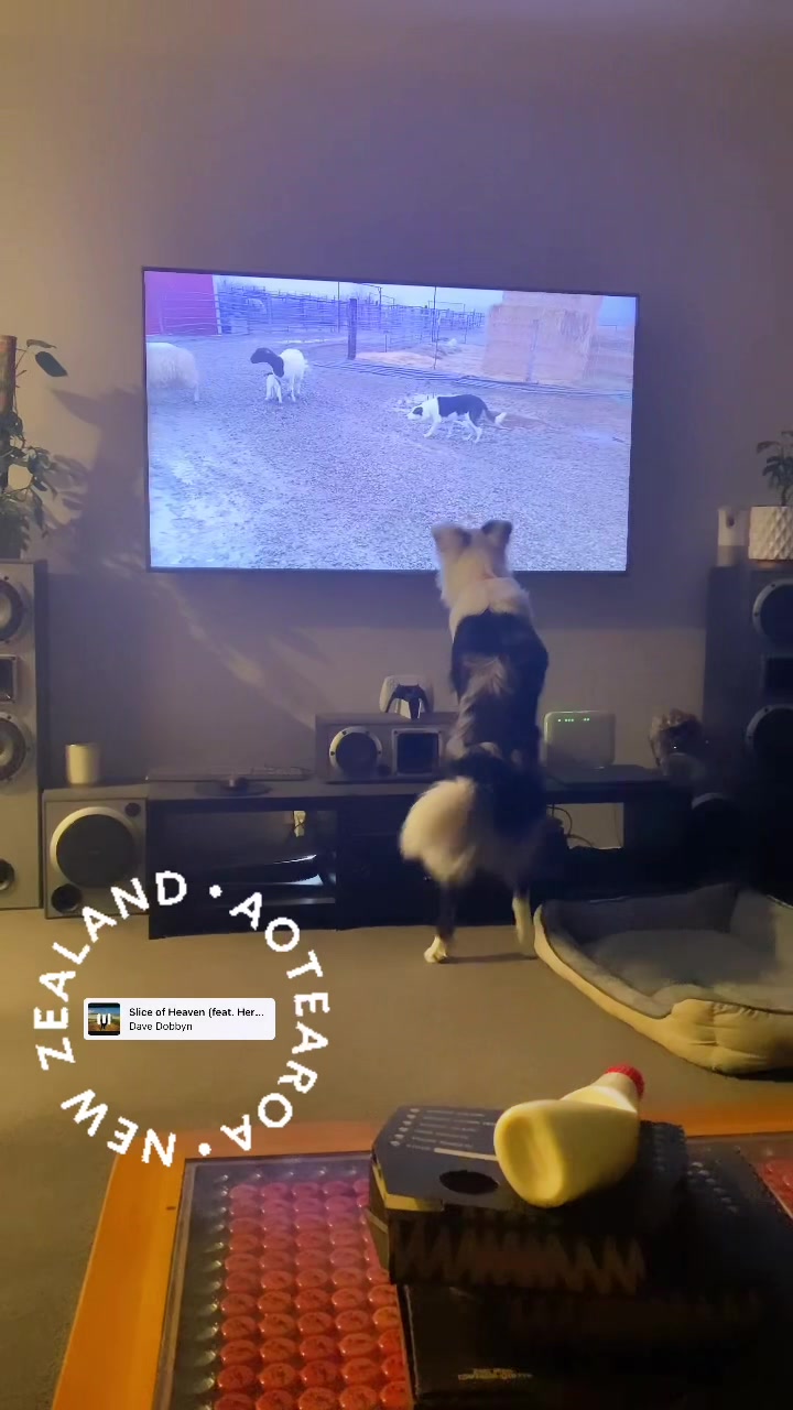 @life.with.collies