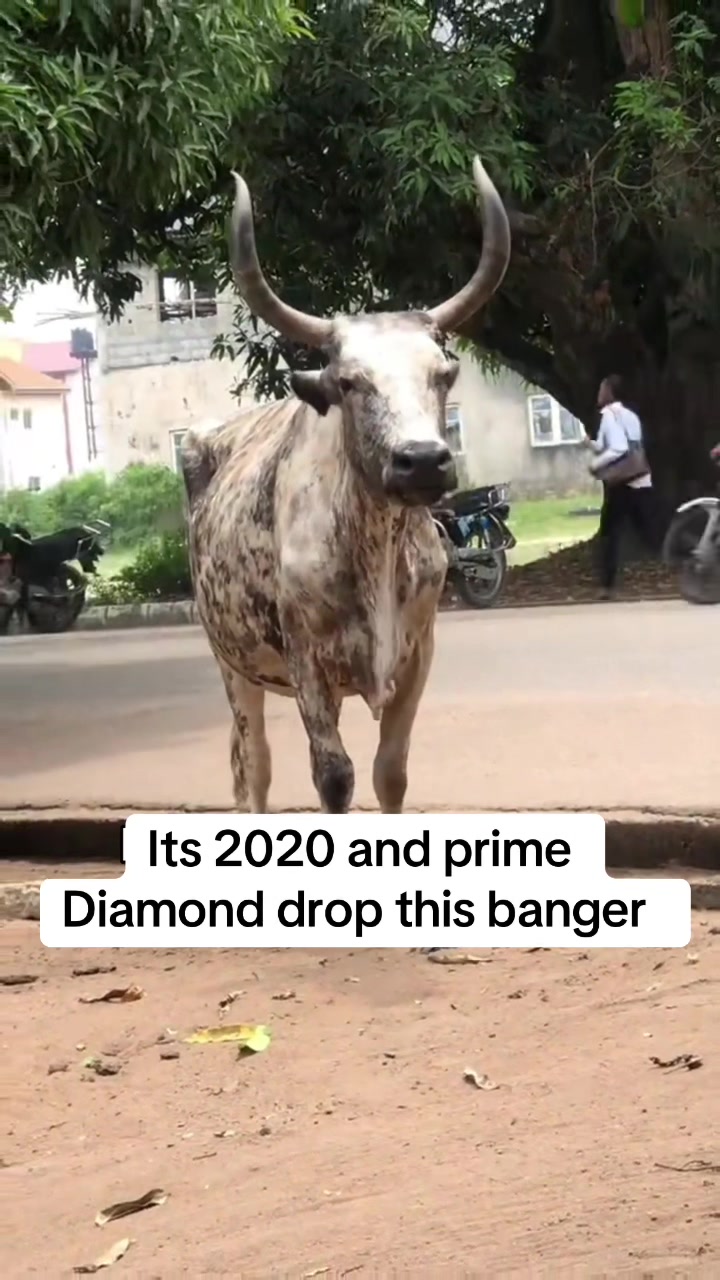 @Rexcyed 🙃