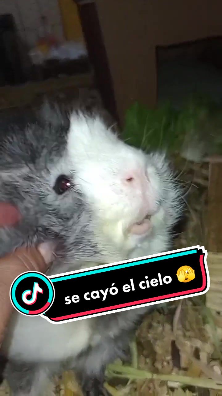 @elrat&oacute;n