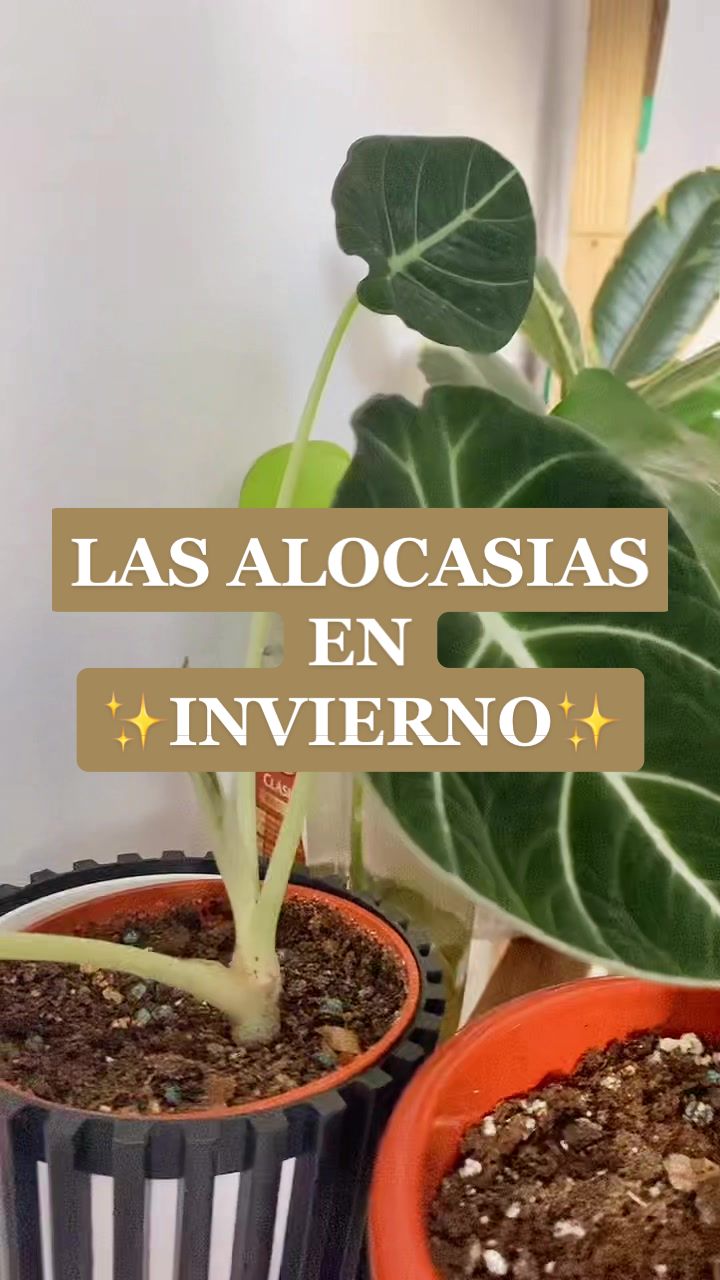 @🌸PlantsMoni🌿
