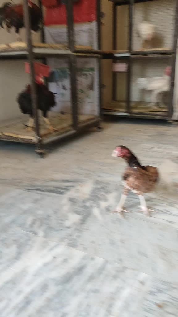 @HH &Aring;sėəłs1
