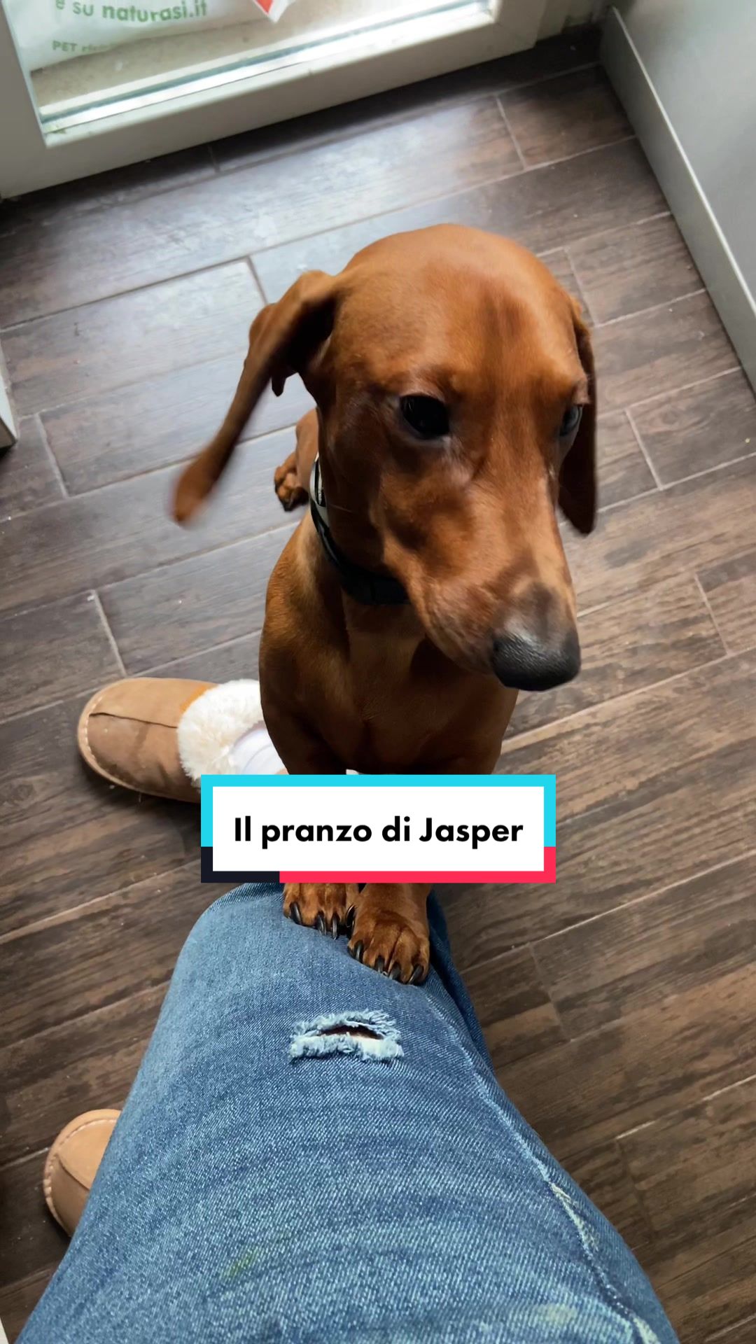 @Il bassotto ๐ฎ๐น๐บ๐ธ | Jasper