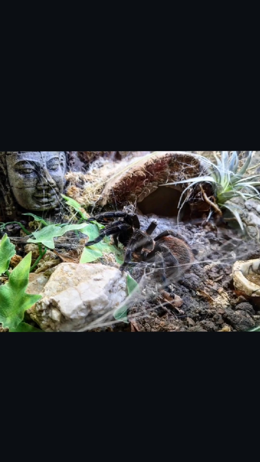 @Mycrazy🤪 animal💚🕷️ world🌏