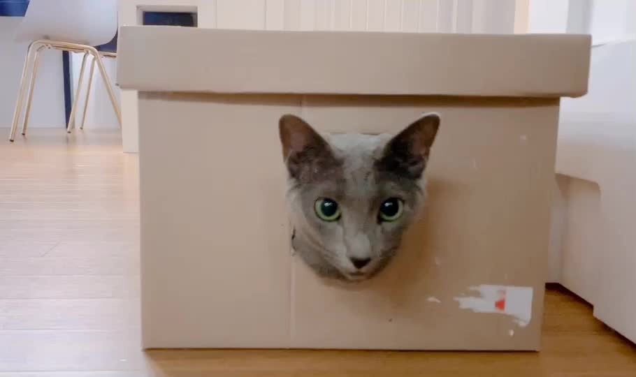 @Yuliandcats