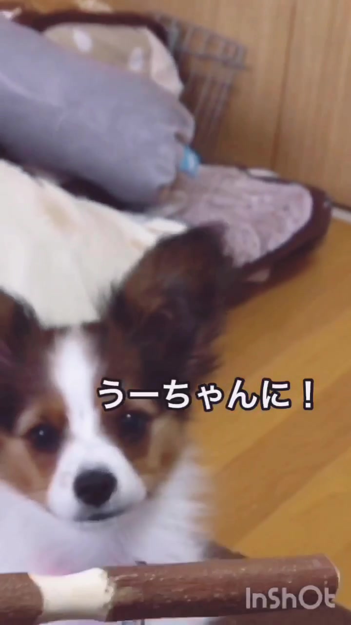 @パピヨンのうた君