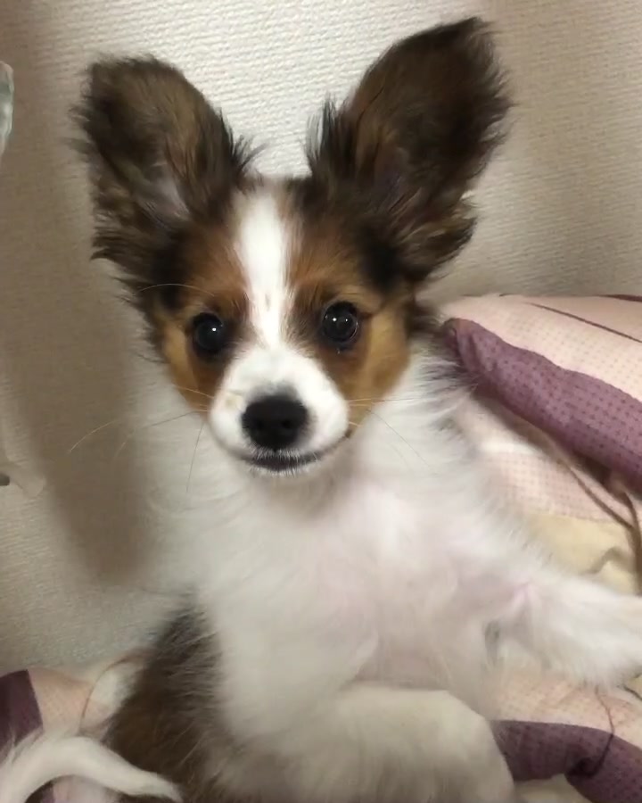 @パピヨンのうた君