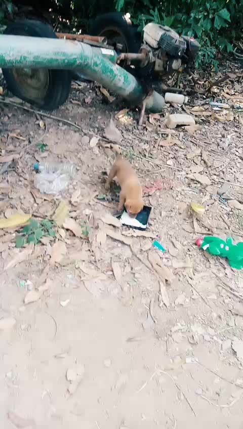@น้องชมพู่