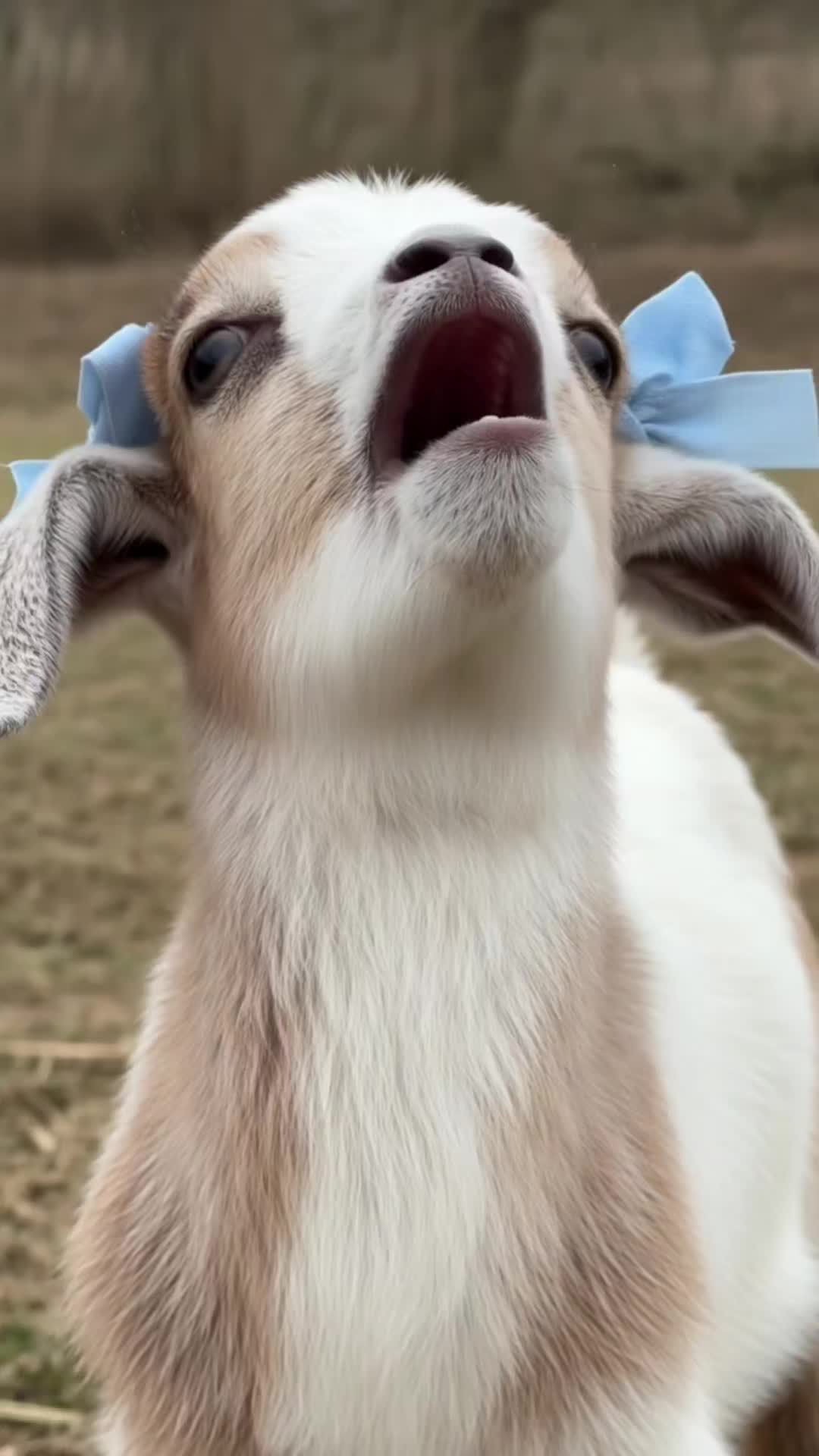 @kitten kitty