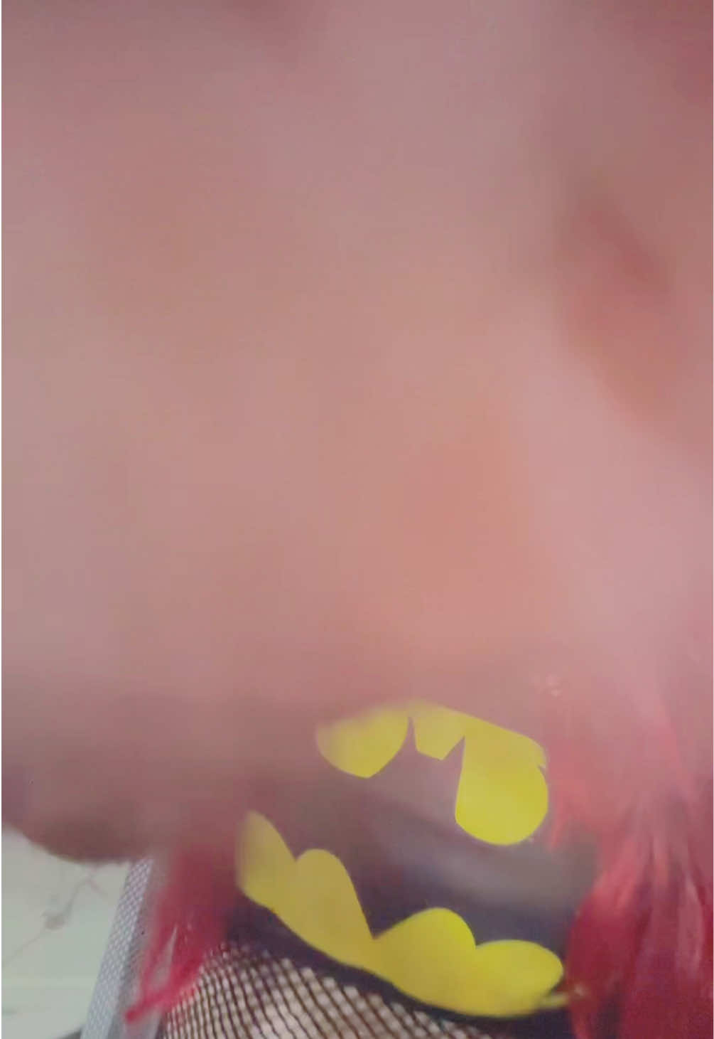 @doxiidoll