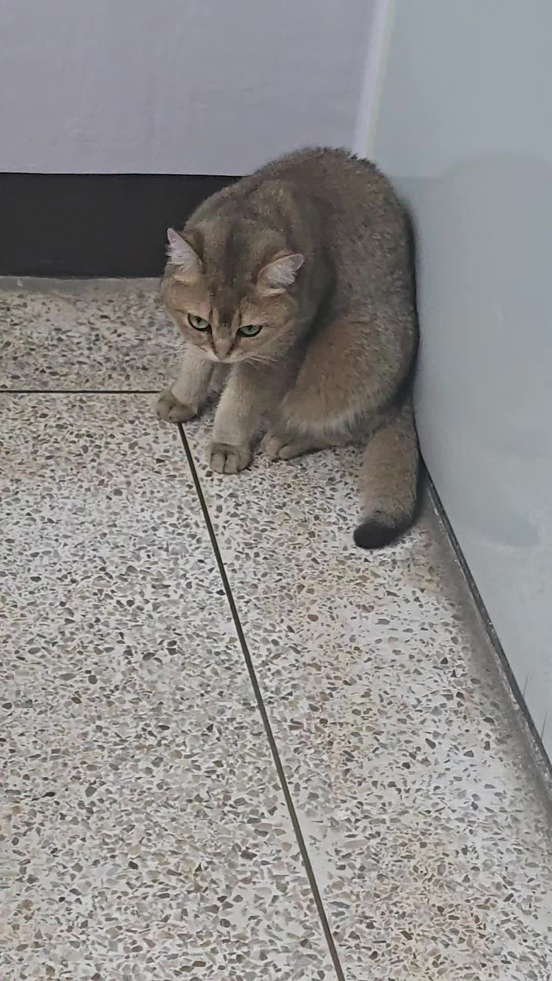 @고양이 형아