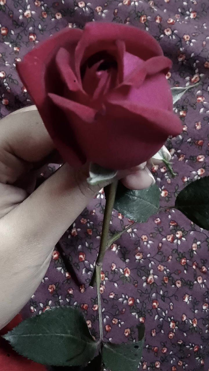 @🌼🦋অপরিচিতা🦋🌼