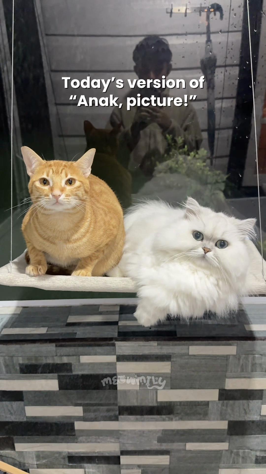 @Fillian’s Meowmily