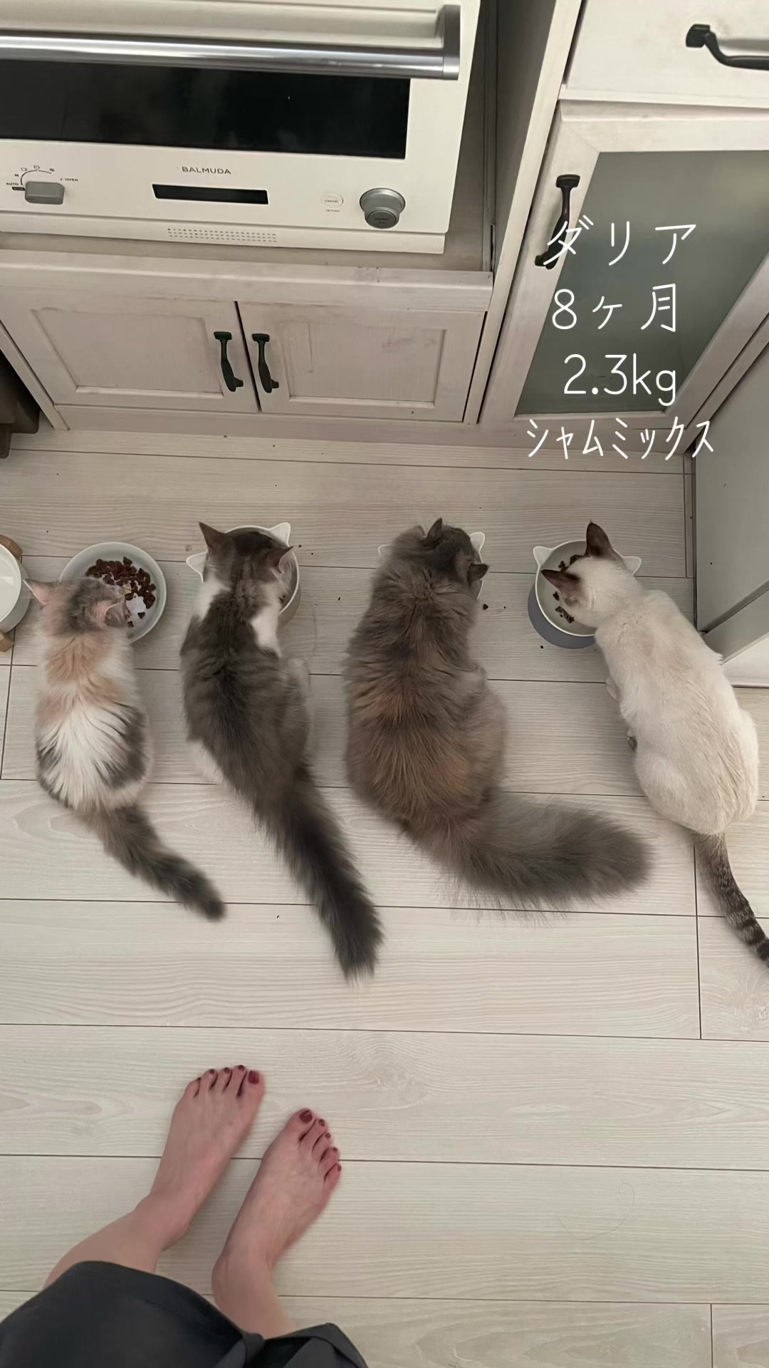 @うちの猫ニョン姉妹