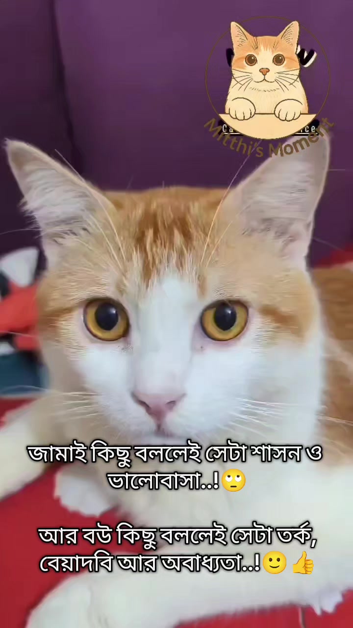 @Mitthi the Meow Meow