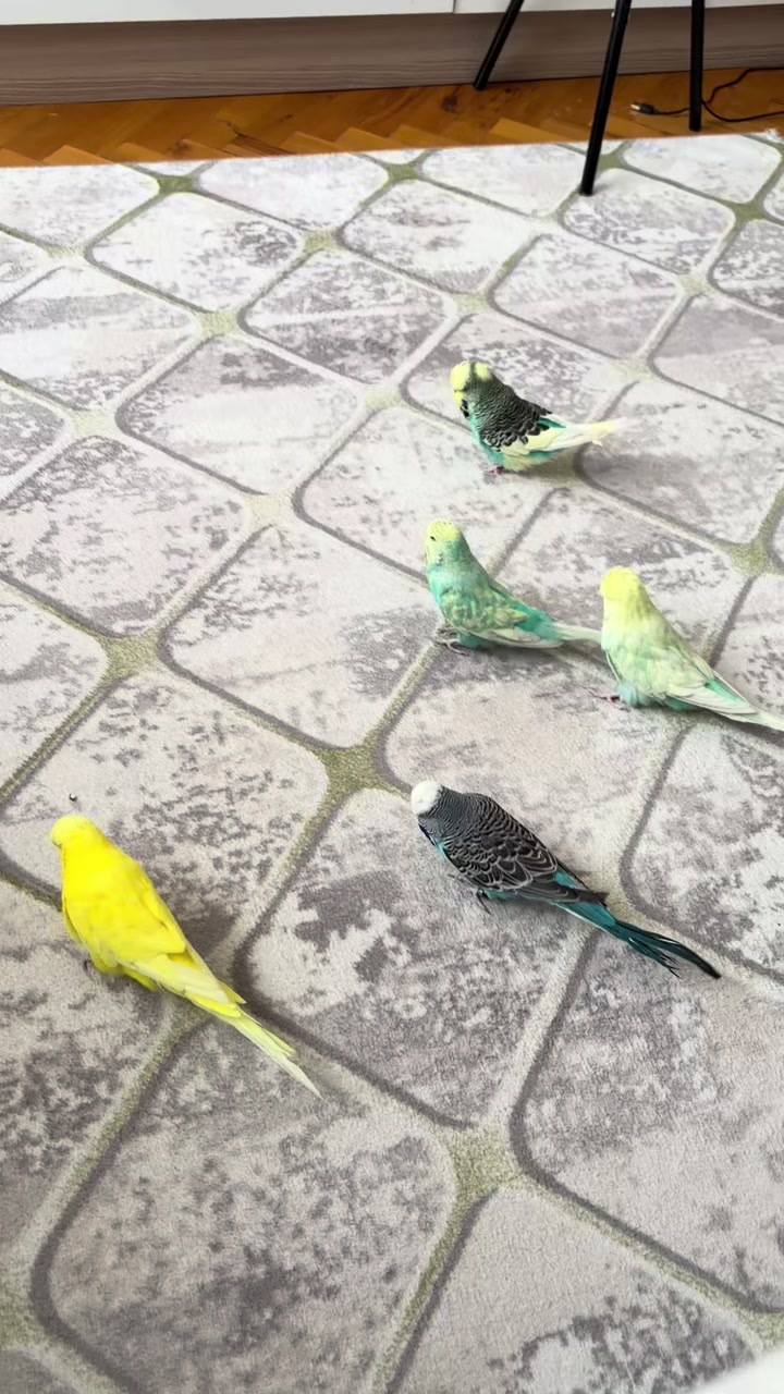 @bbb.budgie