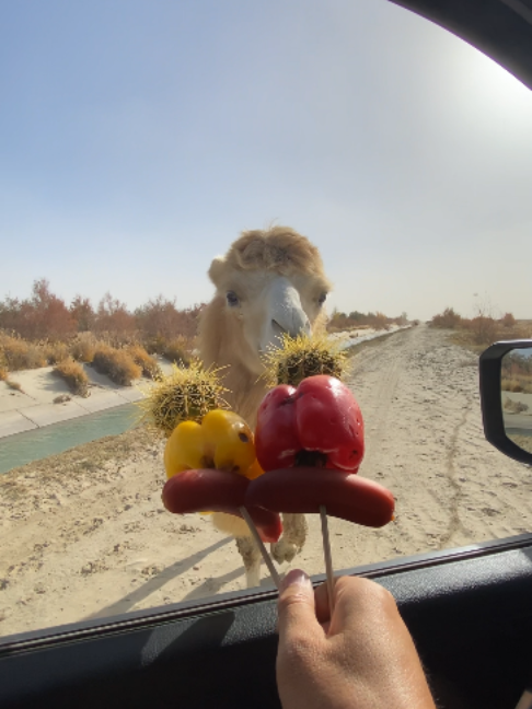 @Gislason Camel
