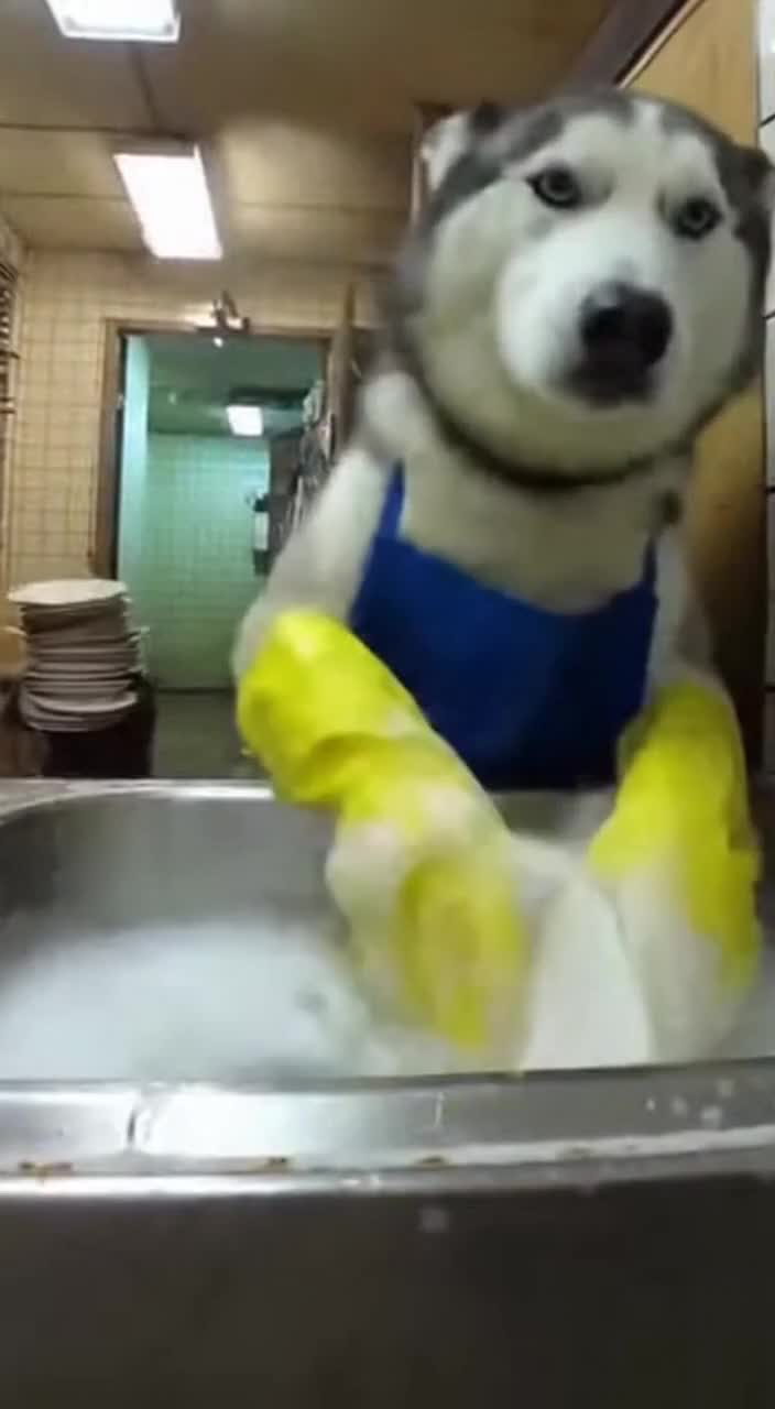 @petsmadnesstv