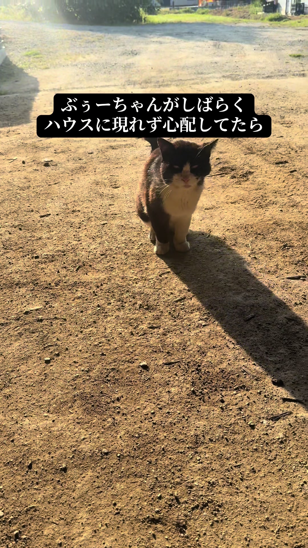 @JUNðð蟲家ã®ãªãã¿ã³