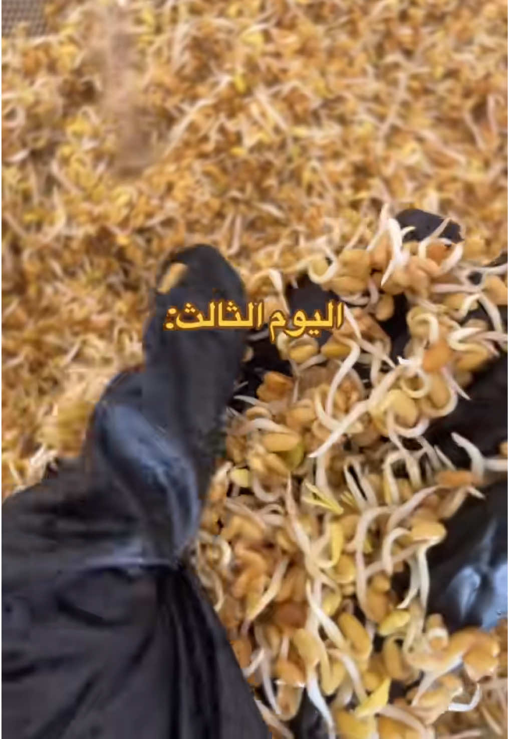 @رِقــة | RIQA