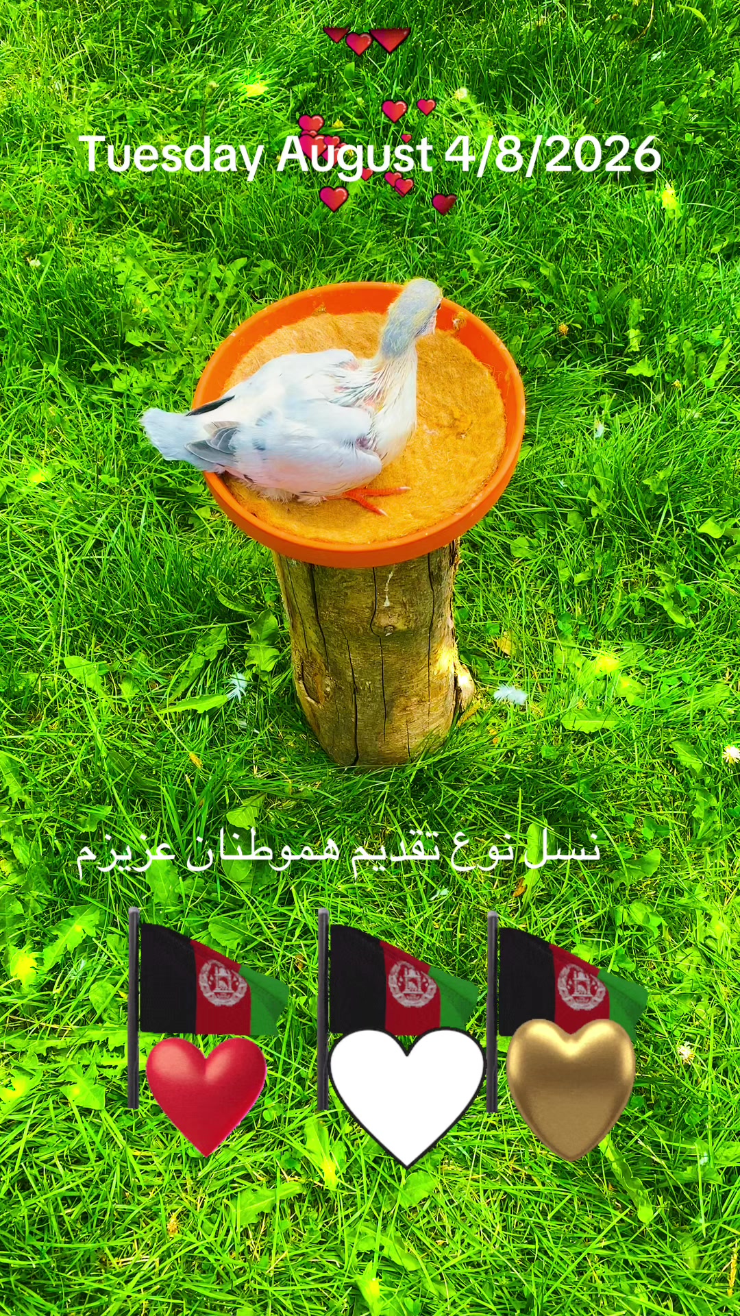 @Naweed Qiyami🇨🇦🇦🇫