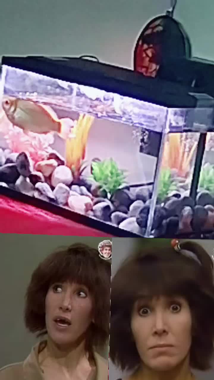 @shimostrufia
