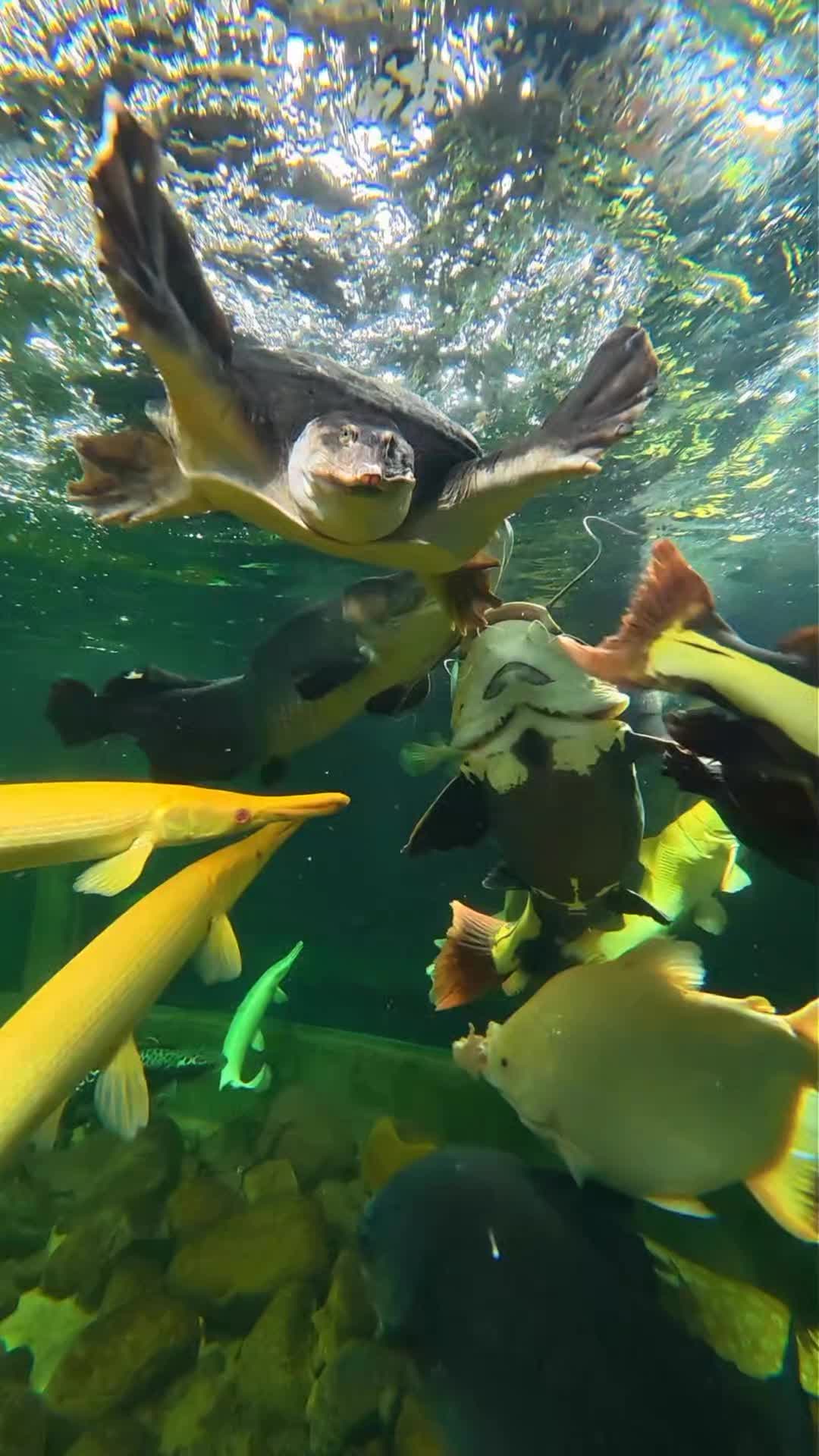 @Monsterfishkeeper