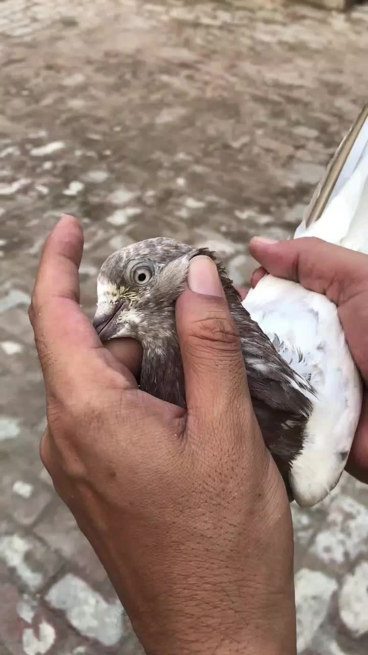 @Gujjar🦅