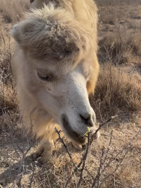 @Gislason Camel
