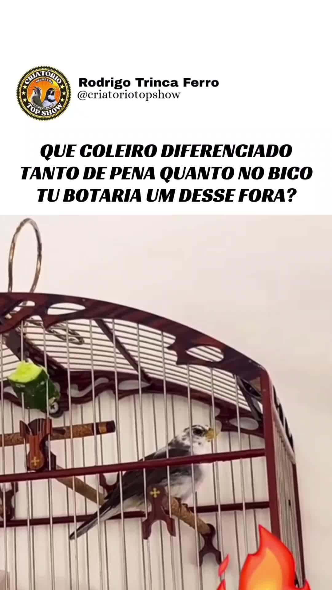 @criat&oacute;rio Top show