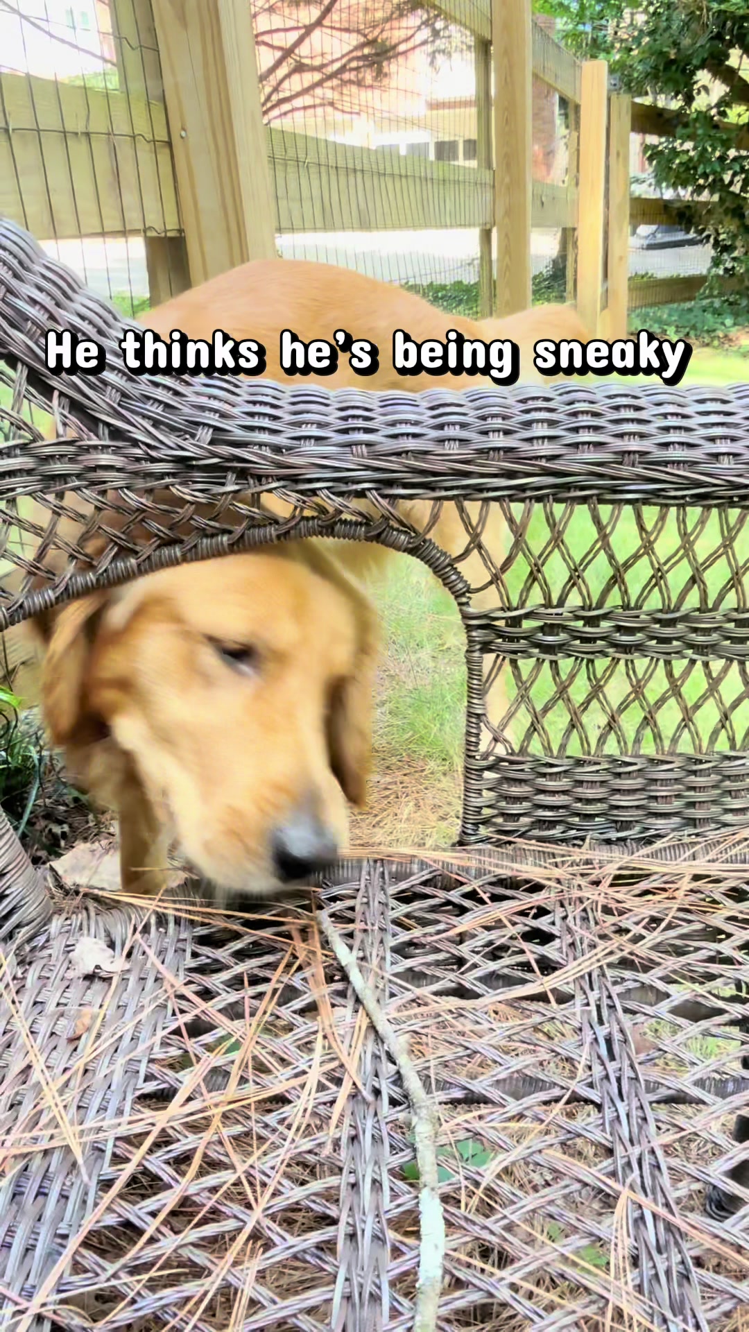 @Charlie the Golden