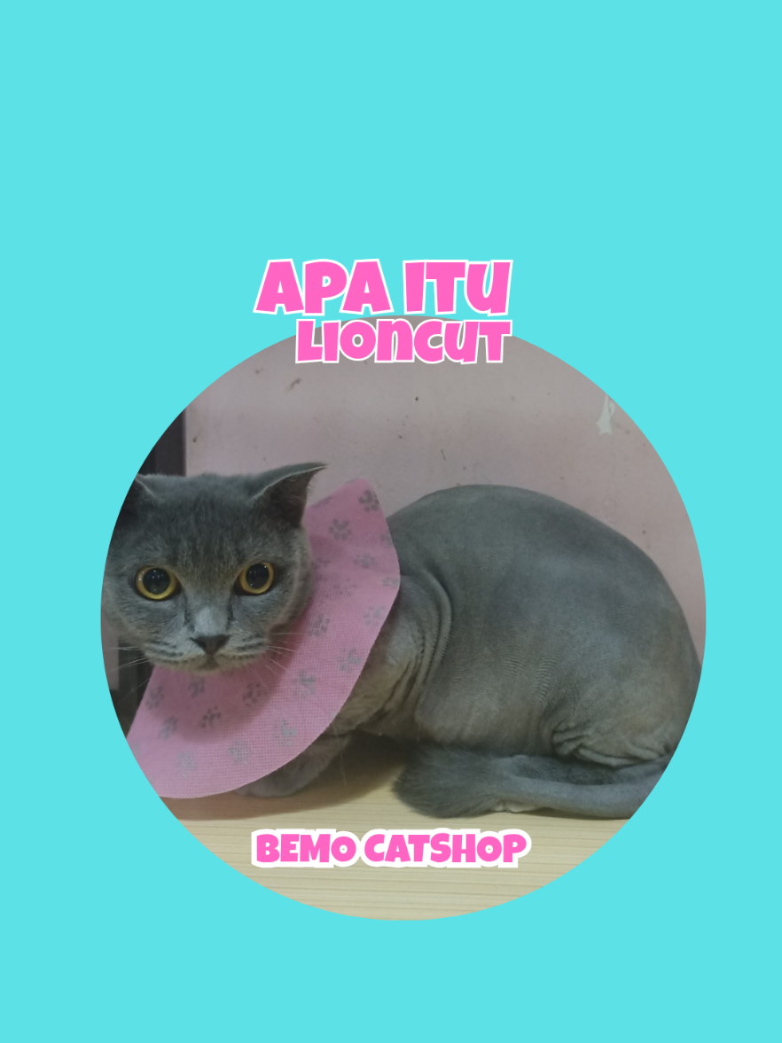 @Bemo Catshop