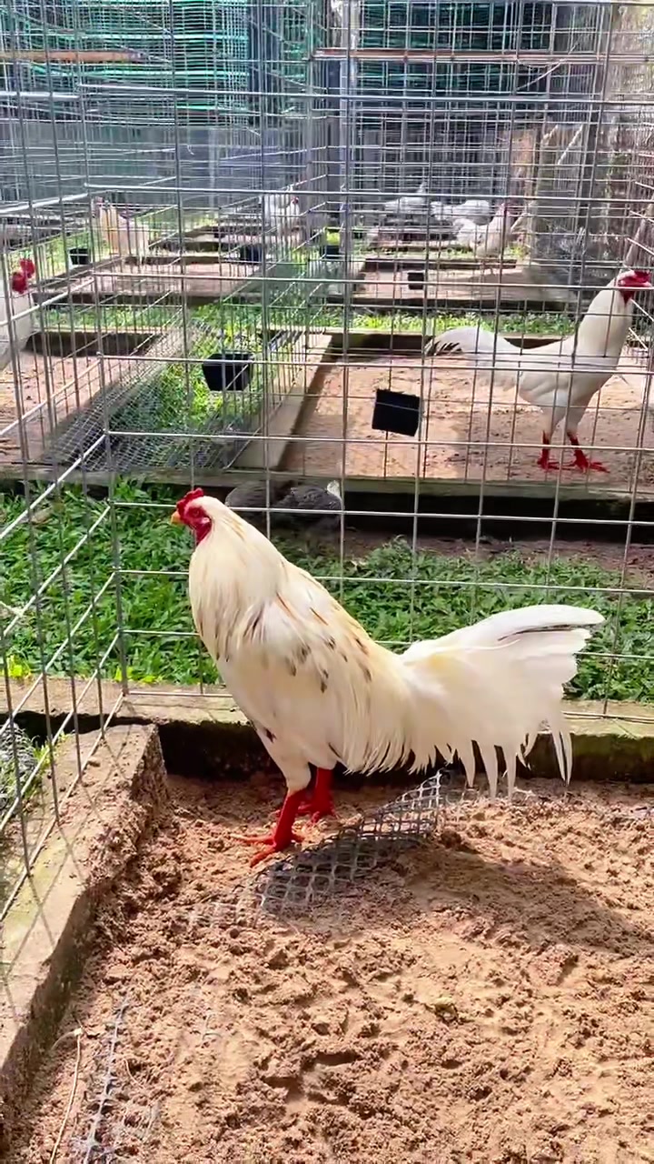 @Quốc Bảo ( baosting)