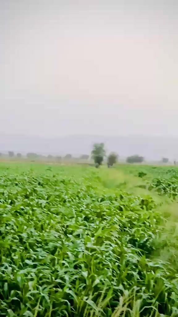 @Qurban ali 110