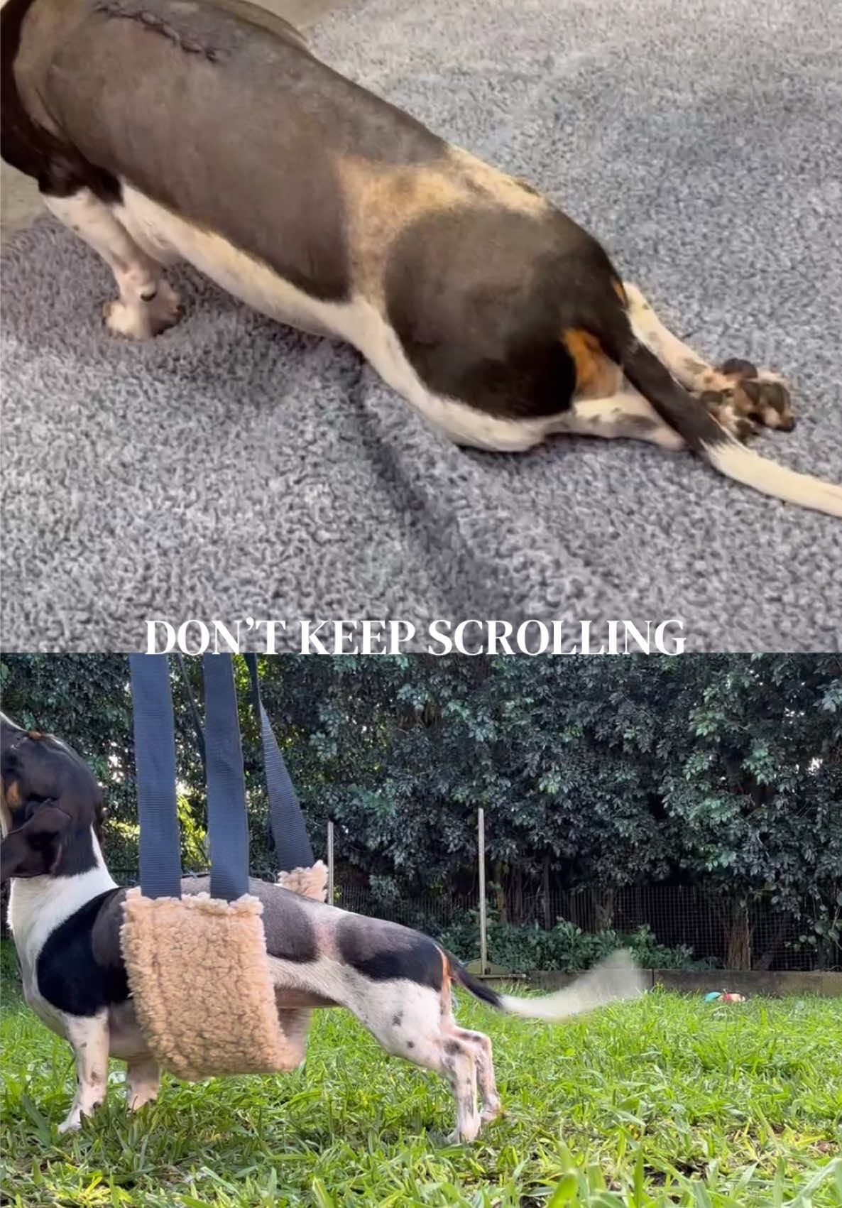 @ONATAH Dachshunds