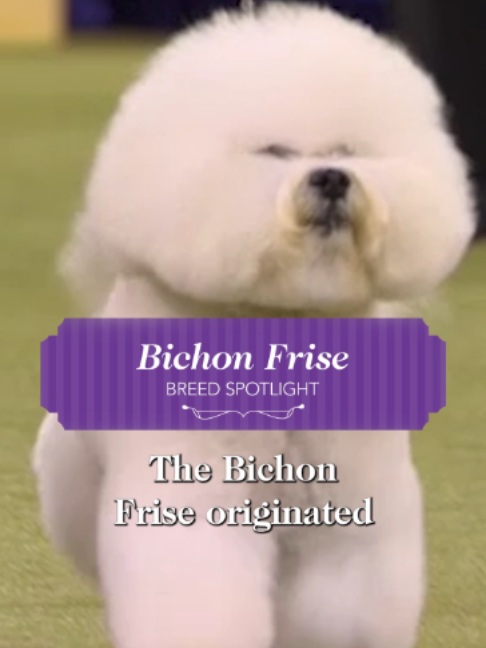 @Westminster Kennel Club