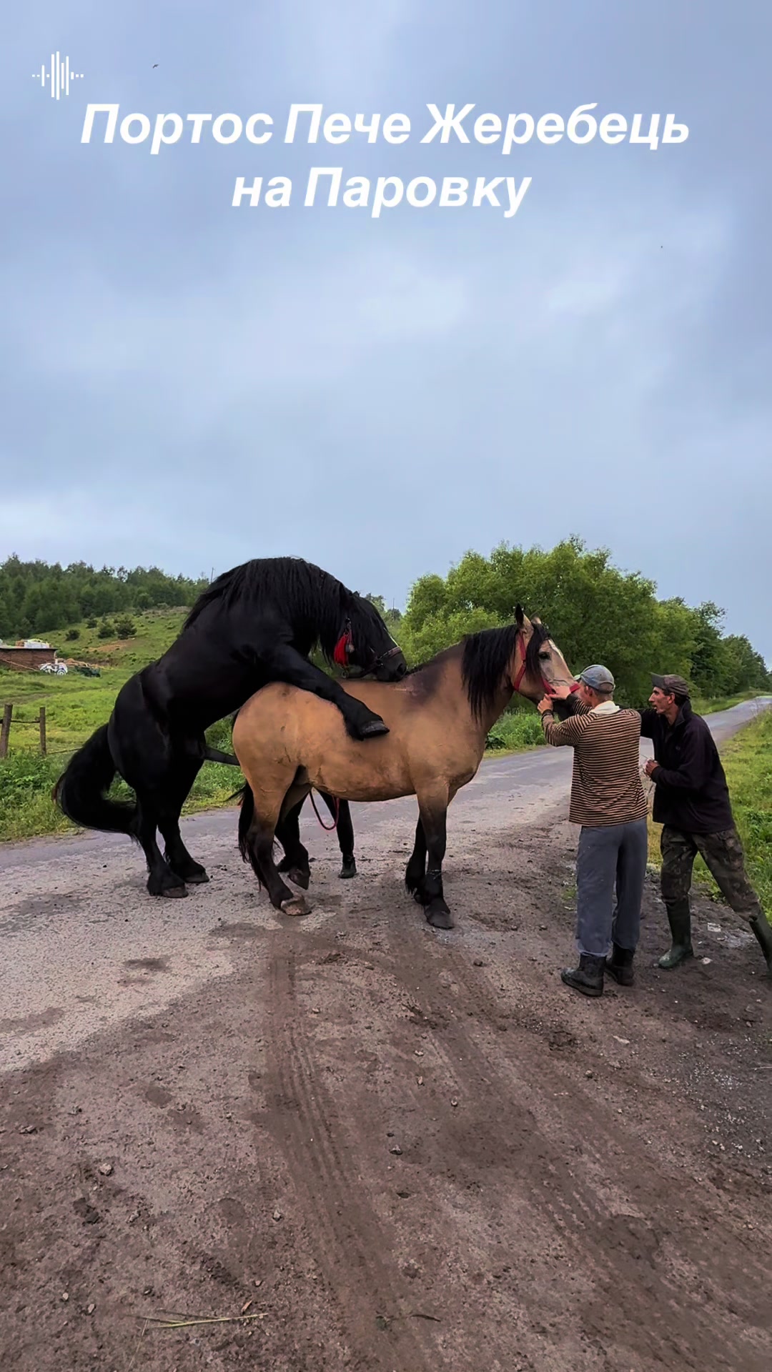 @_horses_farm_syrosh_