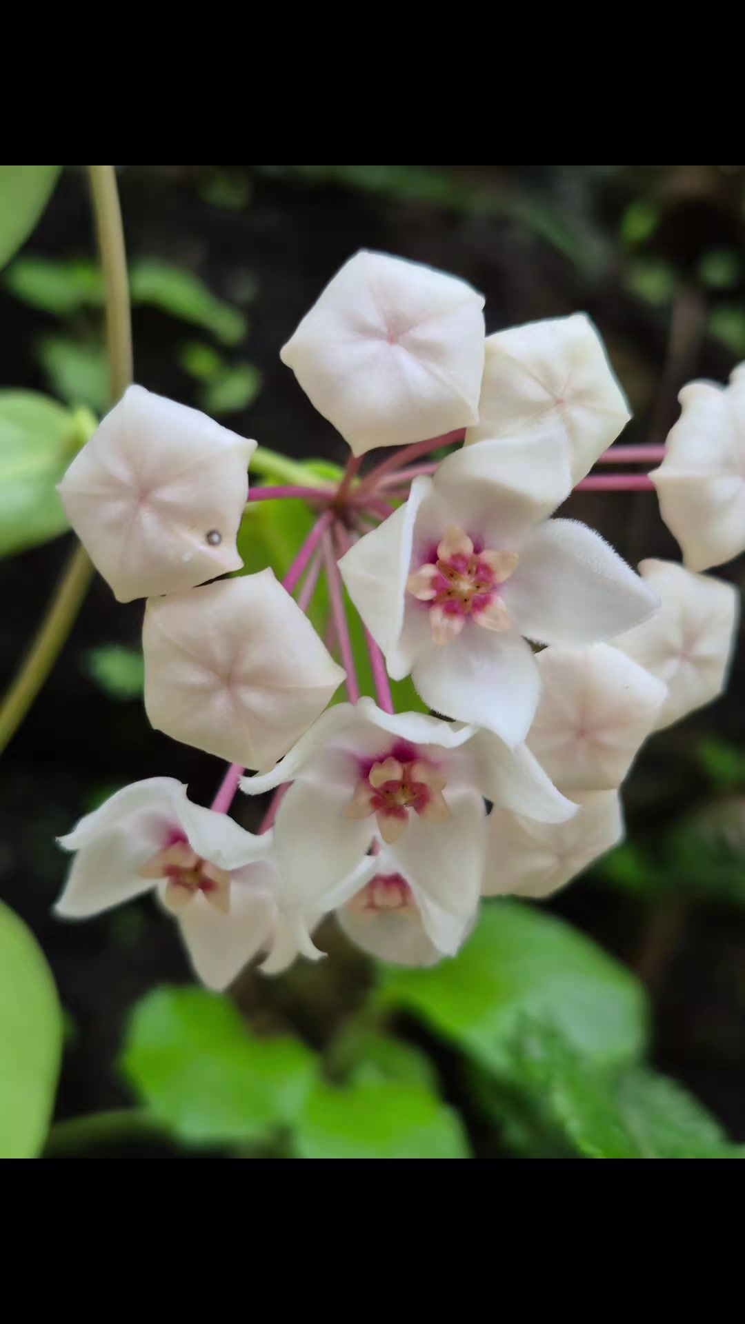 @Raregardenblooms
