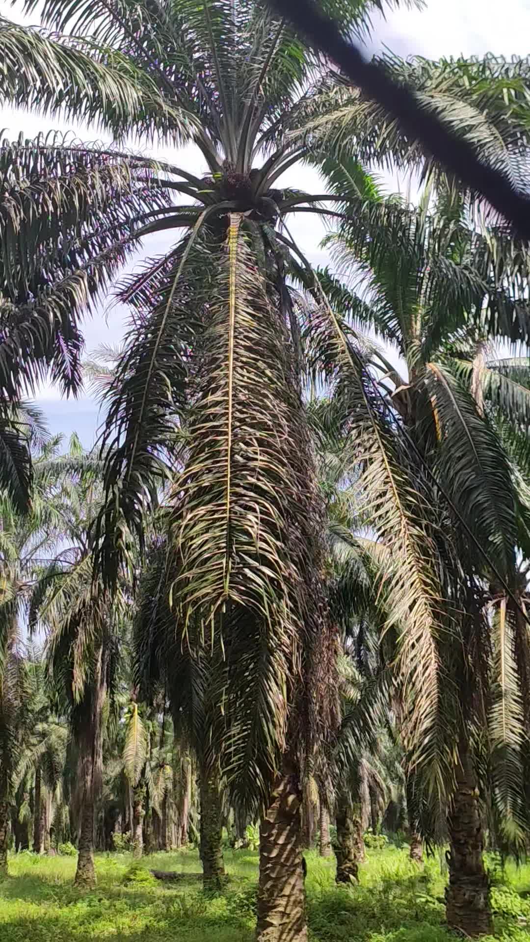 @SAHWI