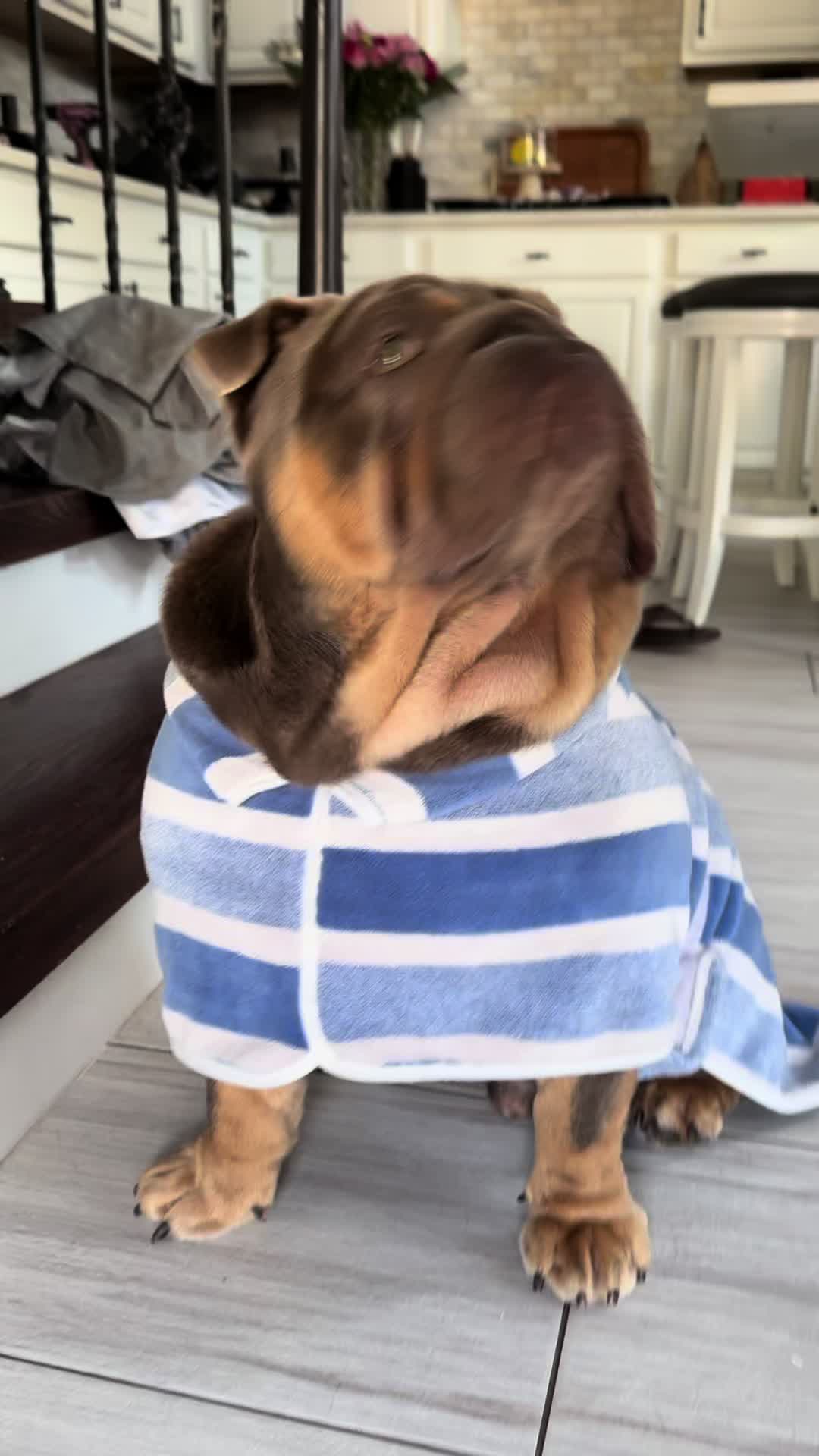 @RawlsTheBulldog