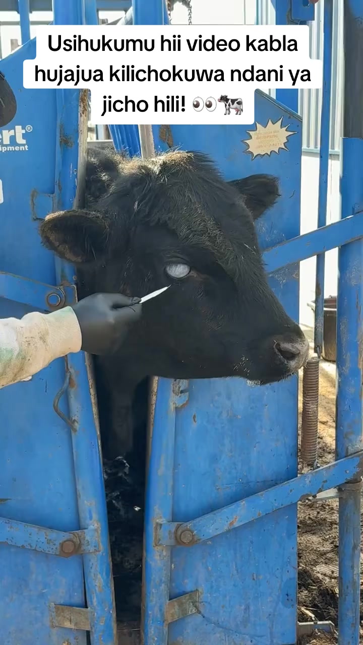 @Livestock Connect Tanzania