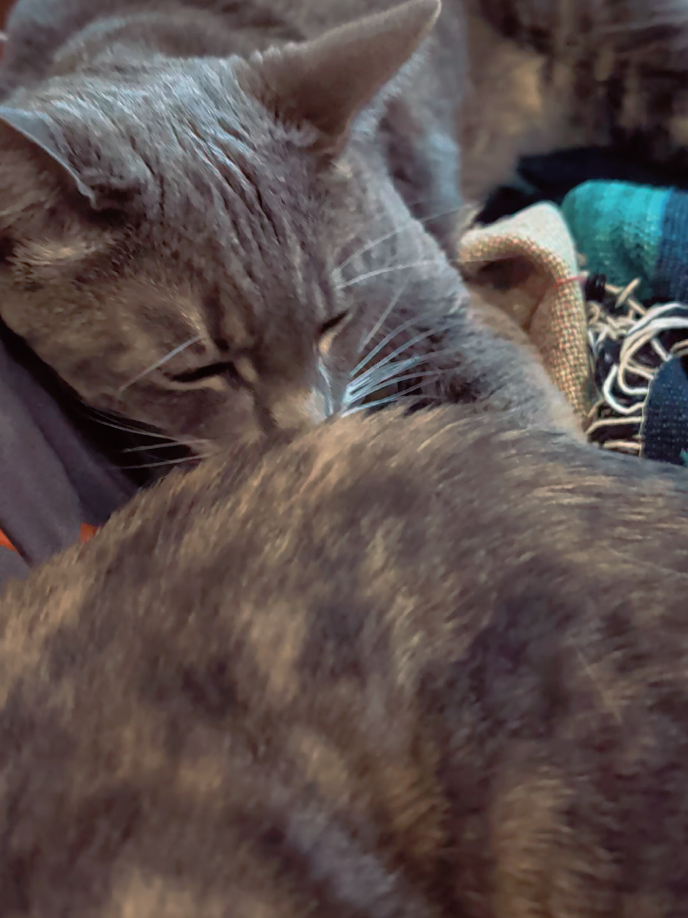 @BuffyTheKittenSpayer