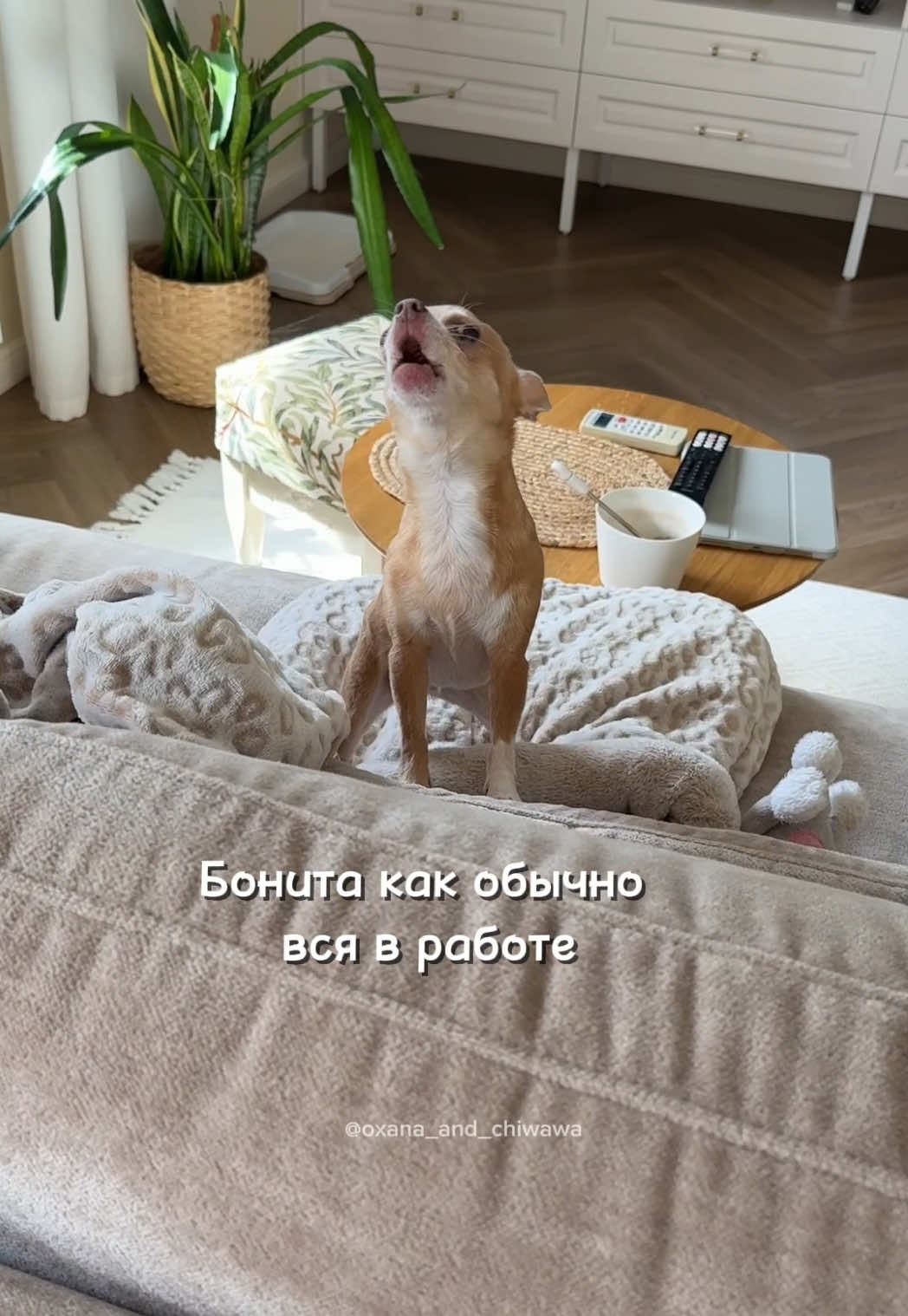 @Оксана & Чихуахуа Бонита