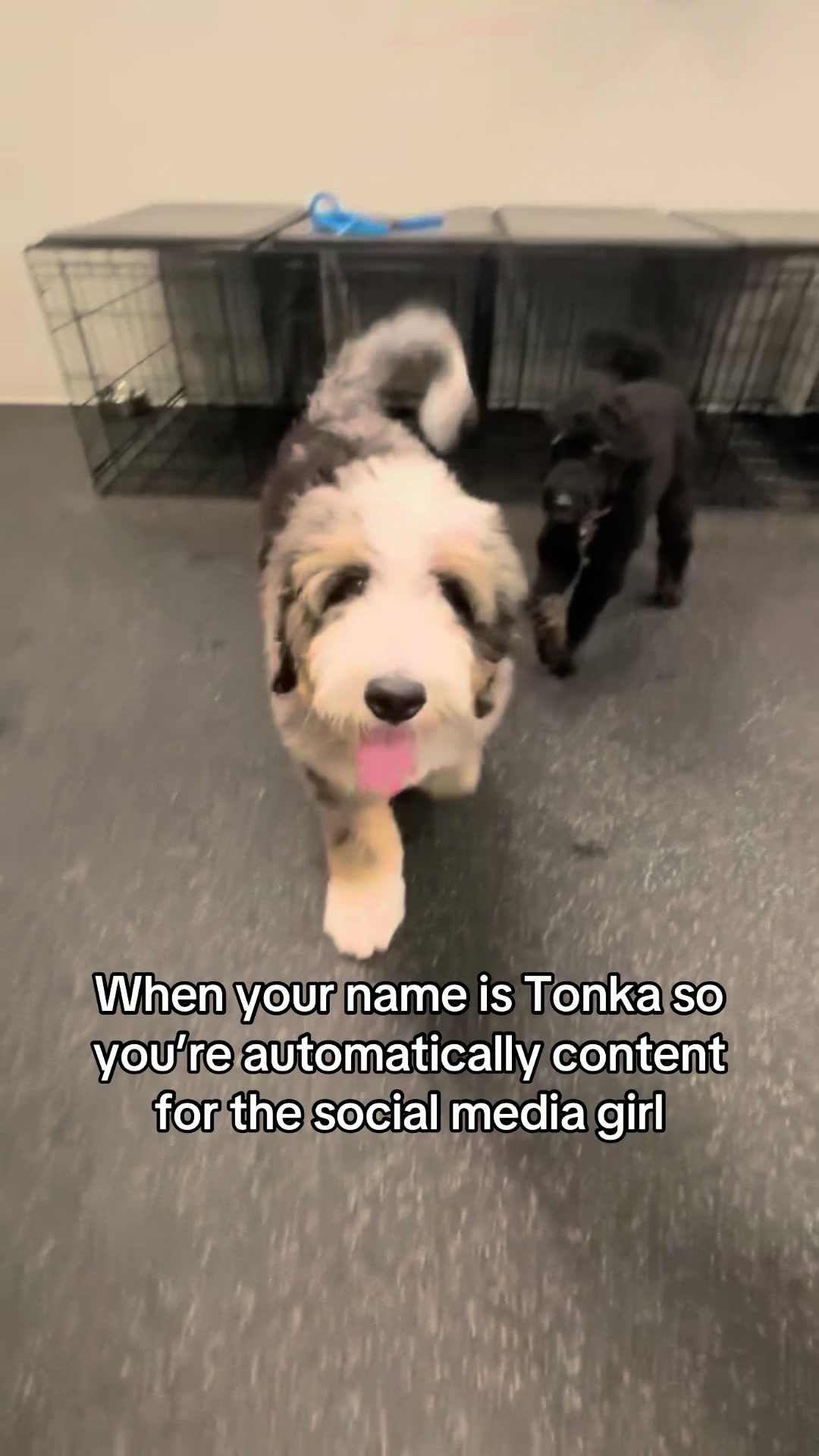 @Dogtopia South Ann Arbor