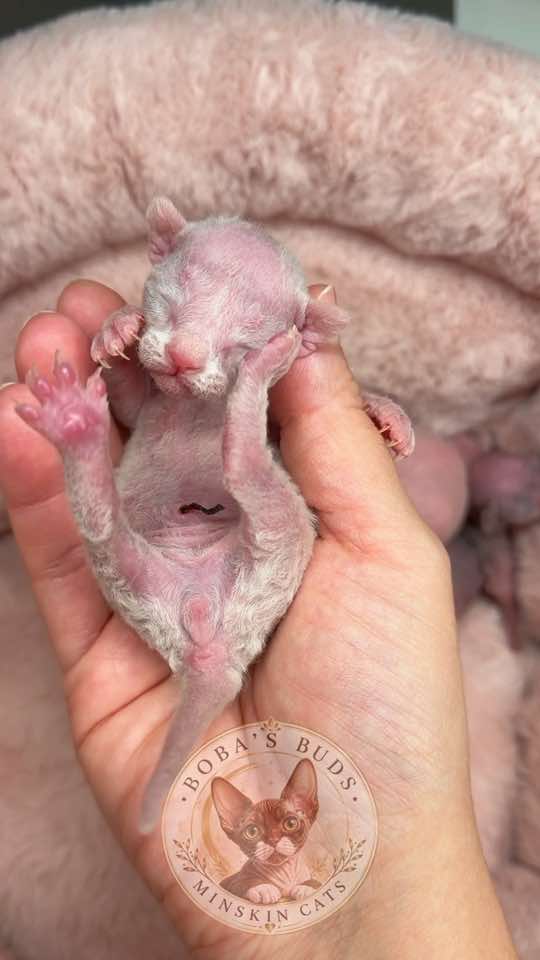 @Boba’s Buds Minskin Cats